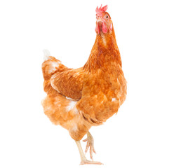 Obraz premium całe ciało brązowego kurczaka kura stojąca na białym tle biały deseń