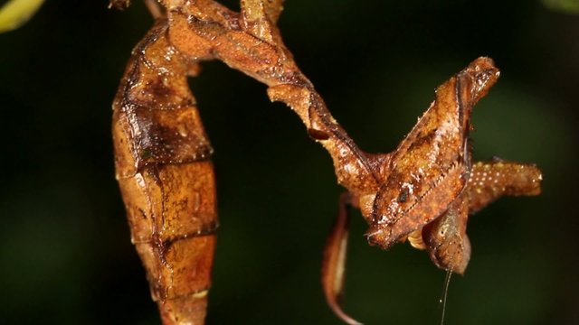 Dead leaf mantis (Acanthops falcatoria)
