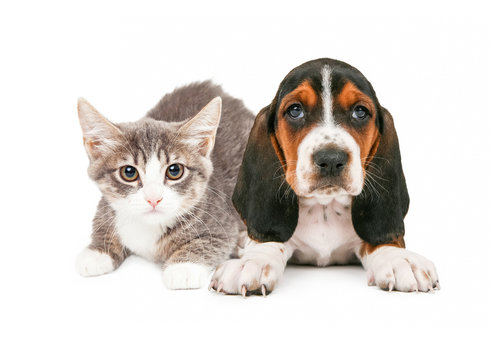 Basset Hound Puppy and Kitten