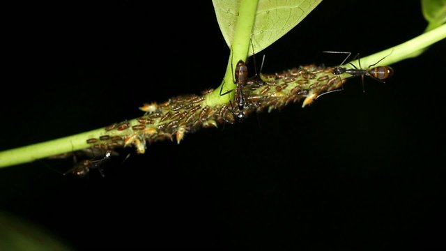Ants tending a colony of aphids in rainforest, Ecuador