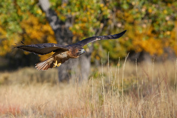 Red-tailed hawk in flight