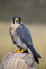 Peregrine falcon sitting on a rock
