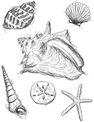 Seashell sketches