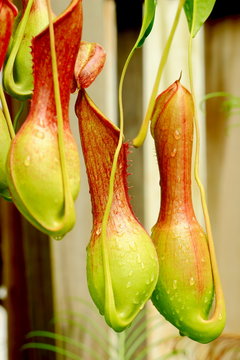 Nepenthes Alata, a carnivorous Plant.