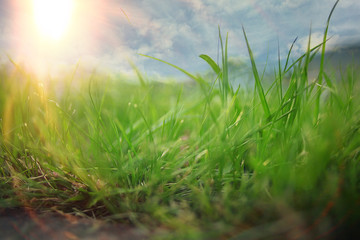 Obraz na płótnie Canvas green grass with dew summer background