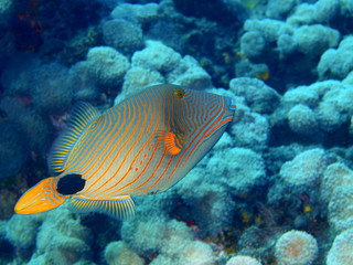 Fototapeta na wymiar Coral fish, Island Bali, Tulamben