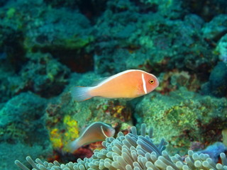 Fish-clown, Island Bali, Tulamben