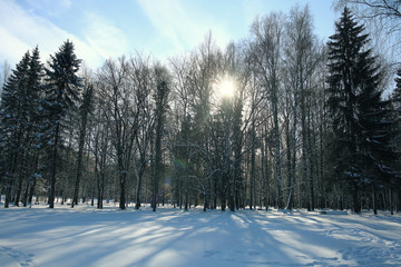 landscape winter snow forest