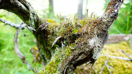 Microcosmos I