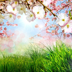 Naklejka na ściany i meble Frohe Ostern: Hintergrund mit Japanischen Kirschblüten :)