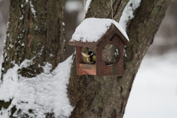 winter bird at the animal feeder with a piece of bread