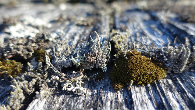 Microcosmos II