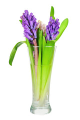 Bouquet from hyacinth flowers arrangement centerpiece isolated o