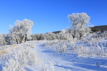 winter landscape