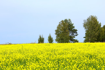 rapeseed field
