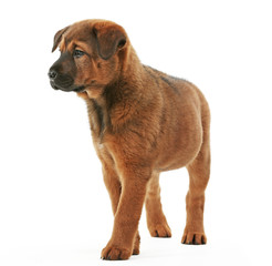 Cute puppy isolated on white