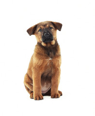 Obraz premium Cute puppy isolated on white