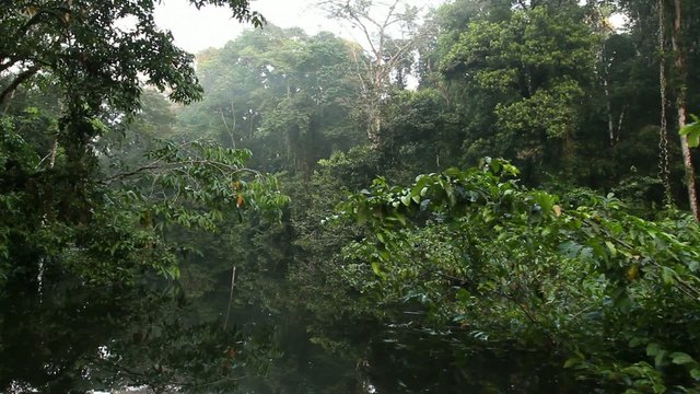 Drifting through an Amazonian oxbow lake