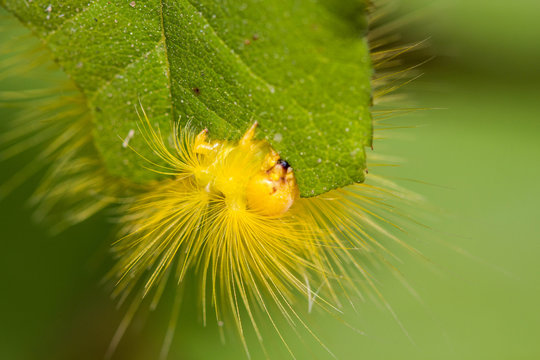 Yellow Worm On Leaf