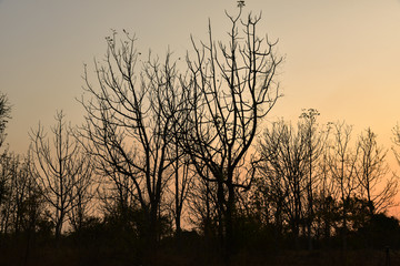 Dead tree in the sunset