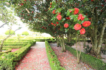 Garden strewn with rose petals