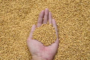 Plexiglas foto achterwand Wheat Grains in hand © mrhighsky
