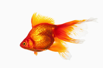 Fototapeta premium Fish. Orange Gold Fish Isolated on White Background