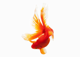 Fish. Orange Gold Fish Isolated on White Background
