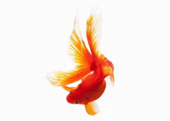 Fotobehang Fish. Orange Gold Fish Isolated on White Background © dionoanomalia