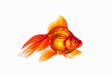 Fototapeta premium Fish. Orange Gold Fish Isolated on White Background