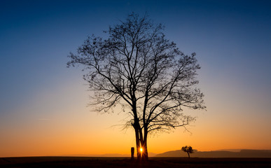 Abendlicht Baum