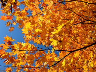紅葉　秋　花貫渓谷　