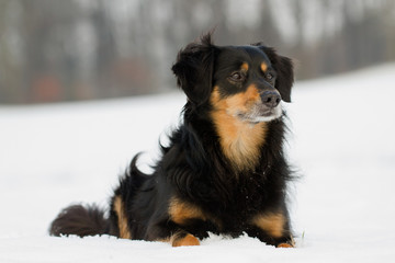 Ein Hund liegt im Schnee und guckt zur Seite