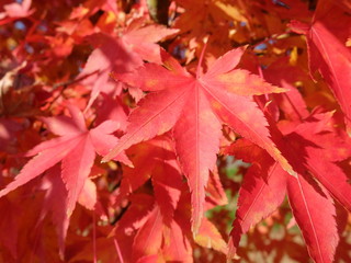 秋の山　紅葉　秋