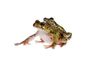 Polypedates duboisi, flying tree frog on white
