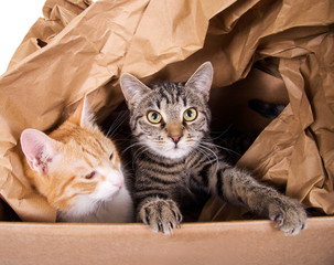 Zwei Katzen im Karton
