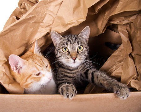 Zwei Katzen im Karton