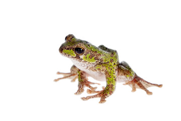 Fototapeta premium Polypedates duboisi, flying tree frog on white