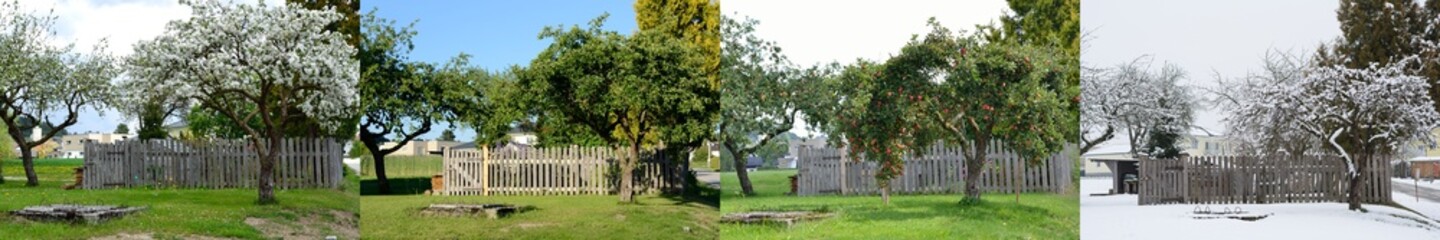 Apfelbaum in vier Jahreszeiten © alho007