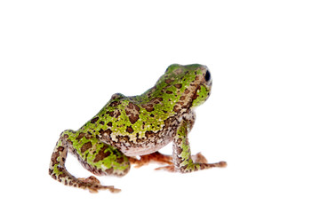 Polypedates duboisi, flying tree frog on white
