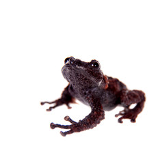 Theloderma gordoni, rare spieces of frog on white