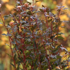 Physocarpus opulifolius LITTLE DEVIL  Donna May