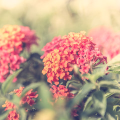Vintage flower