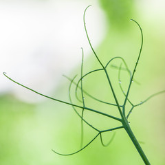 Green pea tendrils