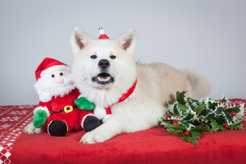 Akita costume noël