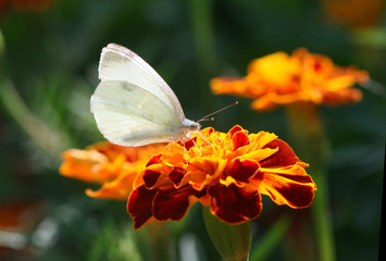 butterfly on flower