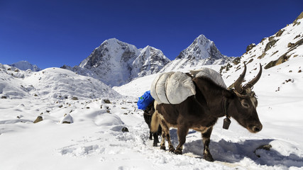 Trek in Himalayas