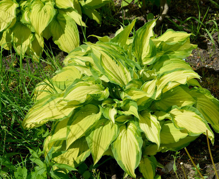 Ornamental plants Khosta (Funkiya), grade of "Albopicta"