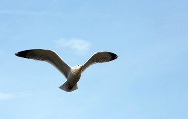 evolution of the flight of a Seagull in the sky