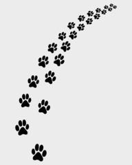 Black trail of cat, turn right, vector illustration